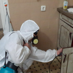 Дезинфекция от муравьев в квартире в Кузьмоловском